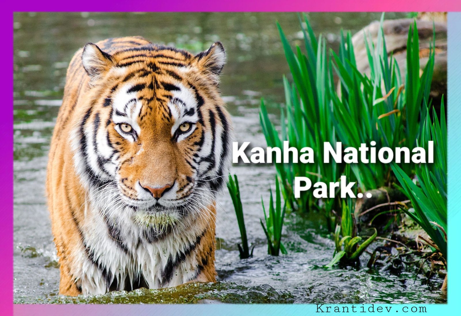 Kanha National park